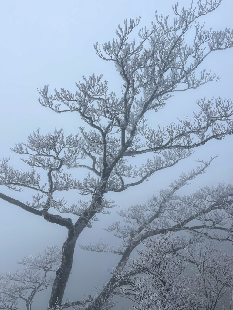 【日帰り登山】公共交通機関で蛭ヶ岳へヒルトン